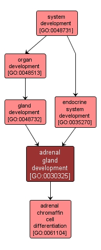 GO:0030325 - adrenal gland development (interactive image map)