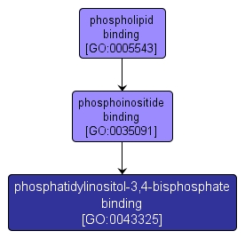 GO:0043325 - phosphatidylinositol-3,4-bisphosphate binding (interactive image map)