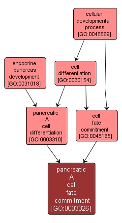 GO:0003326 - pancreatic A cell fate commitment (interactive image map)