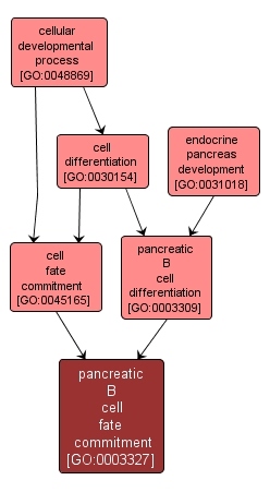 GO:0003327 - pancreatic B cell fate commitment (interactive image map)