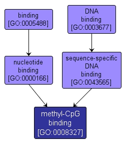 GO:0008327 - methyl-CpG binding (interactive image map)