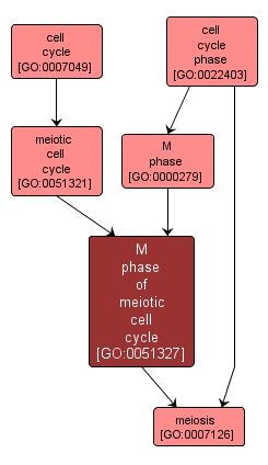 GO:0051327 - M phase of meiotic cell cycle (interactive image map)