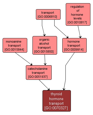 GO:0070327 - thyroid hormone transport (interactive image map)