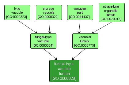 GO:0000328 - fungal-type vacuole lumen (interactive image map)