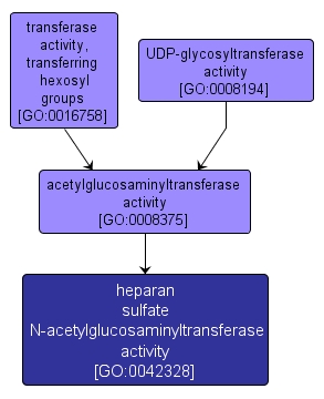 GO:0042328 - heparan sulfate N-acetylglucosaminyltransferase activity (interactive image map)