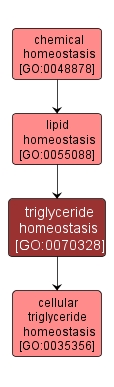 GO:0070328 - triglyceride homeostasis (interactive image map)