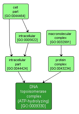 GO:0009330 - DNA topoisomerase complex (ATP-hydrolyzing) (interactive image map)
