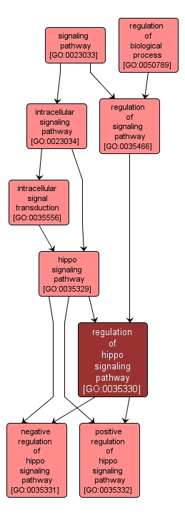 GO:0035330 - regulation of hippo signaling pathway (interactive image map)