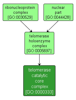 GO:0000333 - telomerase catalytic core complex (interactive image map)