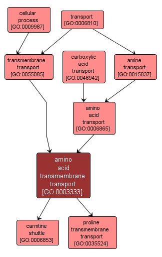 GO:0003333 - amino acid transmembrane transport (interactive image map)