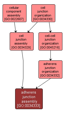 GO:0034333 - adherens junction assembly (interactive image map)