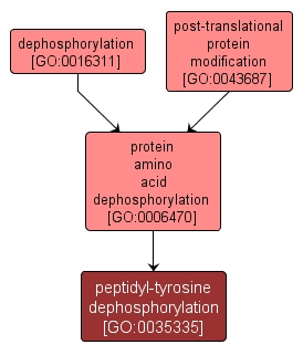 GO:0035335 - peptidyl-tyrosine dephosphorylation (interactive image map)