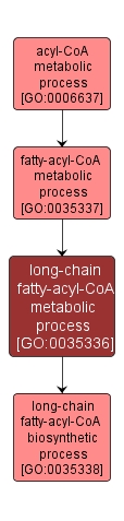 GO:0035336 - long-chain fatty-acyl-CoA metabolic process (interactive image map)