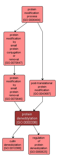 GO:0000338 - protein deneddylation (interactive image map)