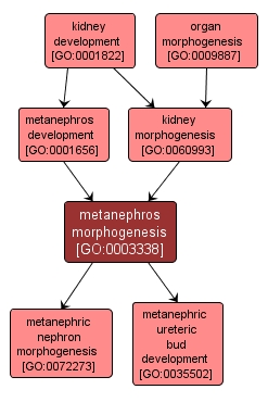 GO:0003338 - metanephros morphogenesis (interactive image map)