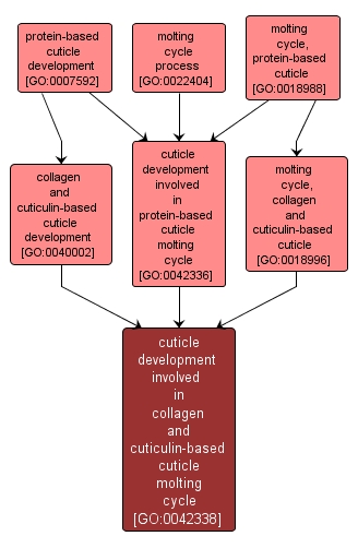 GO:0042338 - cuticle development involved in collagen and cuticulin-based cuticle molting cycle (interactive image map)