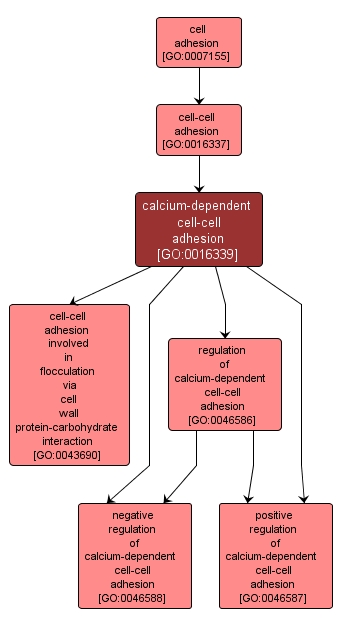 GO:0016339 - calcium-dependent cell-cell adhesion (interactive image map)