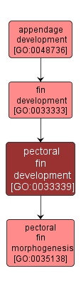 GO:0033339 - pectoral fin development (interactive image map)