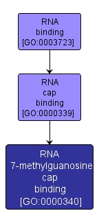 GO:0000340 - RNA 7-methylguanosine cap binding (interactive image map)