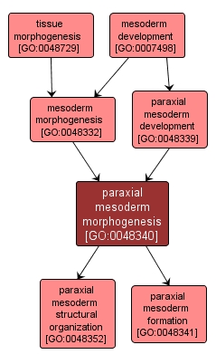 GO:0048340 - paraxial mesoderm morphogenesis (interactive image map)