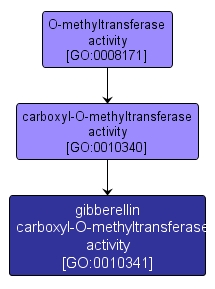 GO:0010341 - gibberellin carboxyl-O-methyltransferase activity (interactive image map)