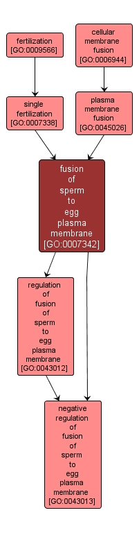 GO:0007342 - fusion of sperm to egg plasma membrane (interactive image map)