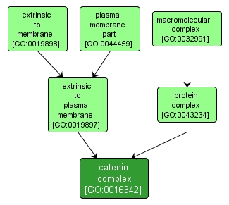 GO:0016342 - catenin complex (interactive image map)