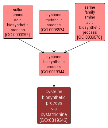 GO:0019343 - cysteine biosynthetic process via cystathionine (interactive image map)