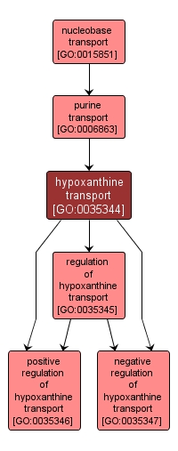 GO:0035344 - hypoxanthine transport (interactive image map)