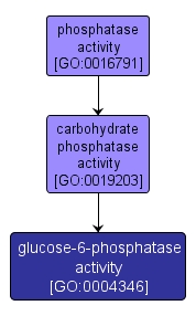 GO:0004346 - glucose-6-phosphatase activity (interactive image map)