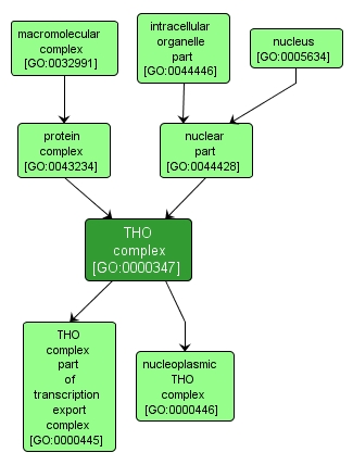 GO:0000347 - THO complex (interactive image map)