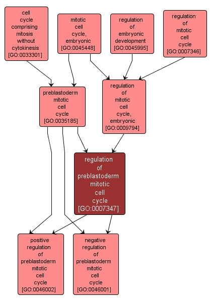 GO:0007347 - regulation of preblastoderm mitotic cell cycle (interactive image map)