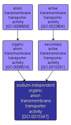 GO:0015347 - sodium-independent organic anion transmembrane transporter activity (interactive image map)