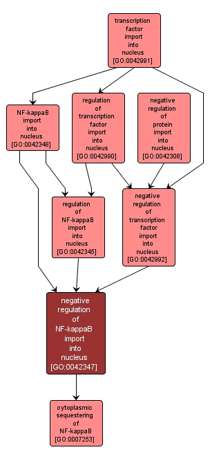 GO:0042347 - negative regulation of NF-kappaB import into nucleus (interactive image map)