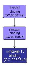 GO:0030349 - syntaxin-13 binding (interactive image map)