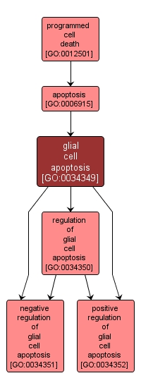 GO:0034349 - glial cell apoptosis (interactive image map)