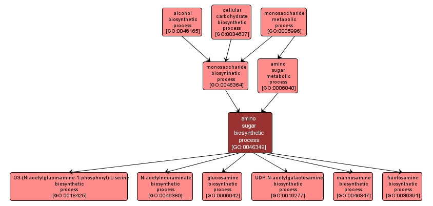 GO:0046349 - amino sugar biosynthetic process (interactive image map)