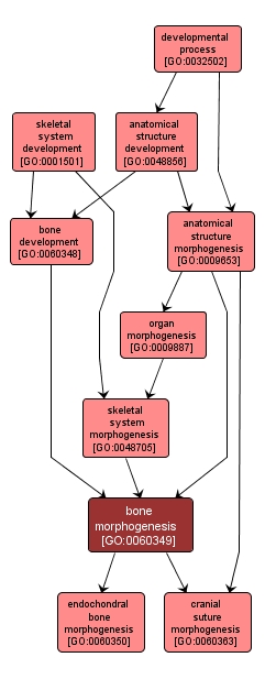 GO:0060349 - bone morphogenesis (interactive image map)