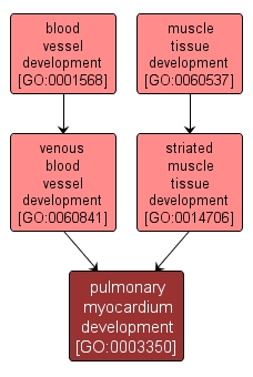 GO:0003350 - pulmonary myocardium development (interactive image map)