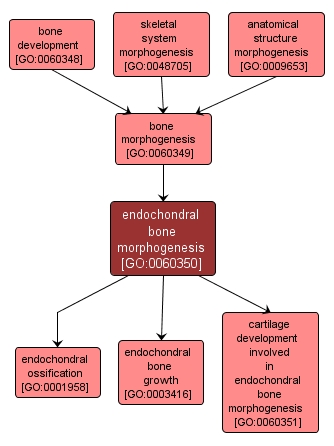 GO:0060350 - endochondral bone morphogenesis (interactive image map)