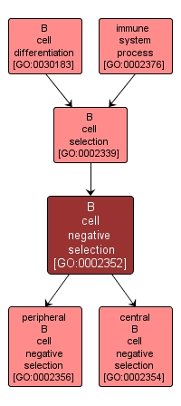 GO:0002352 - B cell negative selection (interactive image map)