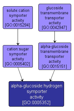 GO:0005352 - alpha-glucoside:hydrogen symporter activity (interactive image map)