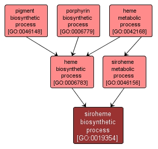 GO:0019354 - siroheme biosynthetic process (interactive image map)