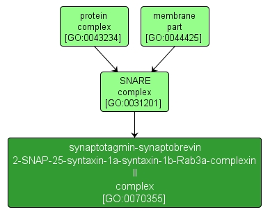 GO:0070355 - synaptotagmin-synaptobrevin 2-SNAP-25-syntaxin-1a-syntaxin-1b-Rab3a-complexin II complex (interactive image map)