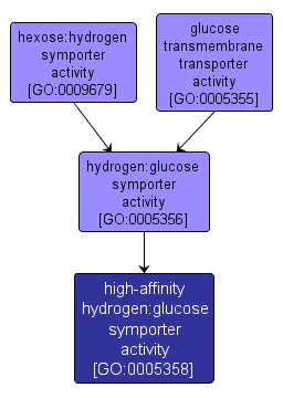 GO:0005358 - high-affinity hydrogen:glucose symporter activity (interactive image map)