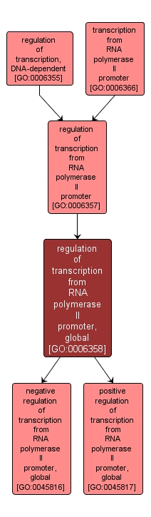 GO:0006358 - regulation of transcription from RNA polymerase II promoter, global (interactive image map)