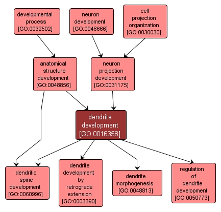 GO:0016358 - dendrite development (interactive image map)