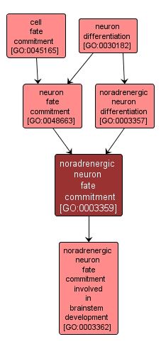 GO:0003359 - noradrenergic neuron fate commitment (interactive image map)