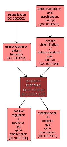 GO:0007359 - posterior abdomen determination (interactive image map)