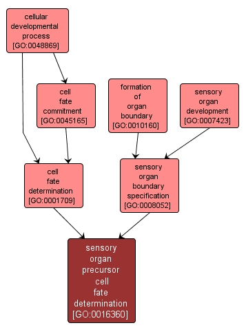 GO:0016360 - sensory organ precursor cell fate determination (interactive image map)